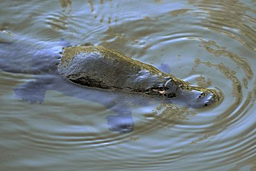 Platypus (Ornithorhynchus anatinus) in its natural habitat, very rarely seen in the wild, Eungella National Park, Queensland, Australia