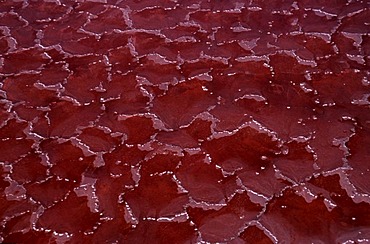 Aerial view, salt crust coloured red by cyanobacteria, Lake Natron, Great Rift Valley, Tanzania, Africa