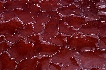 Aerial view, salt crust coloured red by cyanobacteria, Lake Natron, Great Rift Valley, Tanzania, Africa