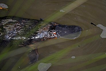 Platypus (Ornithorhynchus anatinus) in its natural environment, seldom seen in the wild, Eungella National Park, Queensland, Australia