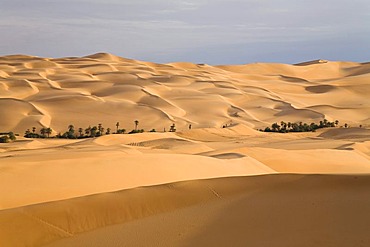 Um el Ma Oasis and sand dunes, Libyan Desert, Libya, Sahara, North Africa, Africa