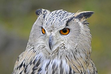 Portrait of an Eagle Owl (Bubo bubo)