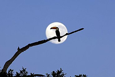 Toco Toucan (Ramphastos toco), at moonset, Pantanal, Brazil, South America