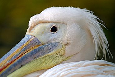 Portrait of a White Pelican (Pelecanus onocrotalus)