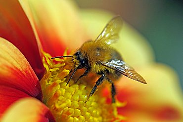 Bumblebee (Bombus spec.) collecting nectar from a blossom