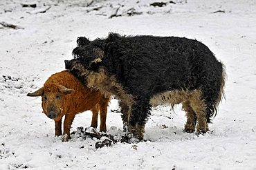 Mangalitsa pigs, very rare, on the protected species list for endangered domesticated animals