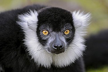 Ruffed Lemur (Lemur variegatus), Vari, prosimian