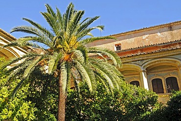 Palm tree, garden, inner courtyard, San Jeronimo de Cotalba monastery, Sant Jeronimo, Alfauir, Gandia, Costa Blanca, Alicante province, Spain, Europe