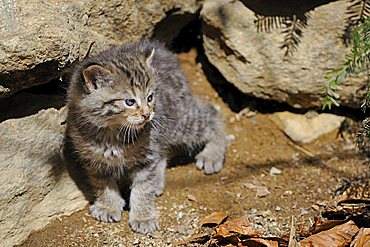 Young Wildcat (Felis silvestris)