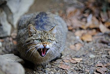 Young Wildcat (Felis silvestris), hissing