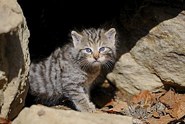 Young Wildcat (Felis silvestris) exploring the area in front of its den