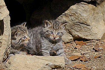 Young Wildcat (Felis silvestris) exploring the environment