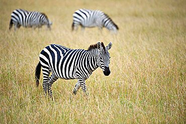 Grant's Zebra (Equus quagga boehmi), Masai Mara, national park, Kenya, East Africa