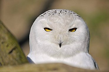 Snowy Owl (Nyctea scandiaca)