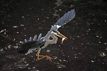 Grey Heron (Ardea cinerea), in flight with captured roach (Rutilus rutilus)