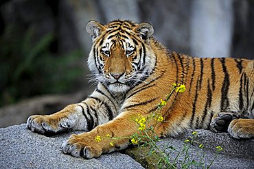 Young Amur or Siberian tiger (Panthera tigris altaica)