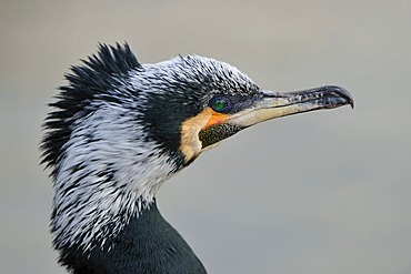 Cormorant (Phalacrocorax carbo), portrait