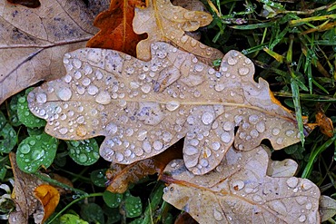 Oak leaf with raindrops, Jaegersborg, Denmark, Scandinavia, Europe