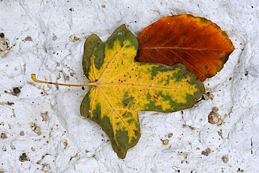 Maple leaf and beech leaf on a chalk soil, Moen island, Denmark, Scandinavia, Europe