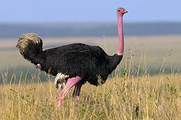 Masai Ostrich (Struthio camelus massaicus), male, Masai Mara Nature Reserve, Kenya, East Africa