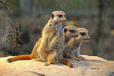 Meerkats (Suricata Suricatta), with young