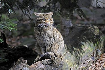 Wild cat (Felis silvestris)