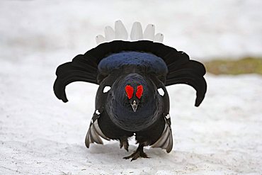 Black Grouse or Blackgame (Lyrurus tetrix), courting cock