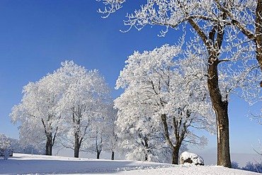 Trees, frost, Stadlberg near Miesbach, Upper Bavaria, Bavaria, Germany, Europe