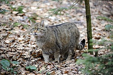 Wild cat (Felis silvestris), wandering through its territory