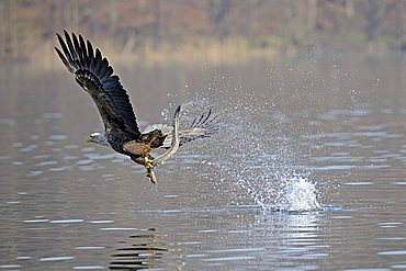 Sea eagle or White-tailed Eagle (Haliaeetus albicilla), male, adult, catching an eel