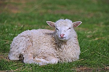 Lamb, young domestic sheep (Ovis orientalis aries), lying in a meadow