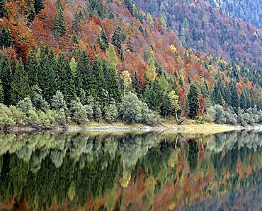 Mountain forest in autumn, Lake Mittersee near Ruhpolding, Chiemgau, Upper Bavaria, Germany