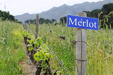 Merlot grapevines, Rickety Bridge, Franschhoek, Western Cape Province, South Africa, Africa