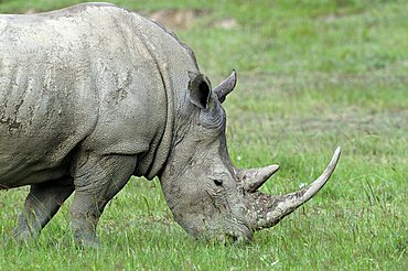 White Rhinocerus (Ceratotherium simum), portrait, Lake Nakuru, national park, Kenya, East Africa