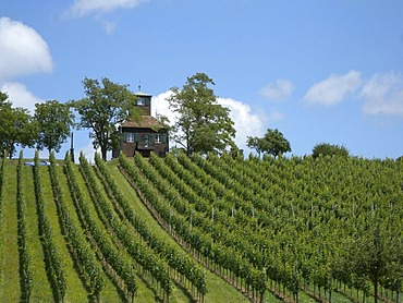 Vineyard, Reichenau island, Lake Constance, Baden-Wuerttemberg, Germany, Europe