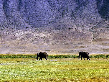 African Bush Elephants (Loxodonta africana), Ngorongoro Conservation Area, Tanzania, East Africa