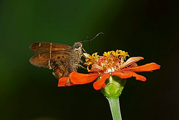 Teleus Longtail (Urbanus teleus), Rincón, Osa, Puntarenas, Costa Rica, Central America