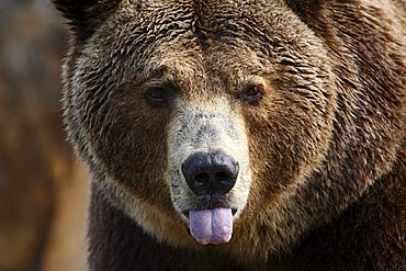 Brown Bear (Ursus arctos) poking out its tongue, portrait, Zoopark, Berlin, Germany, Europe