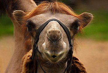 Dromedary Camel (Camelus dromedarius), zoo, Braunschweig, Lower Saxony, Germany, Europe