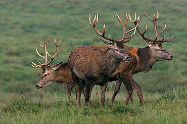 Red Stags Red Deers male (Cervus elaphus)