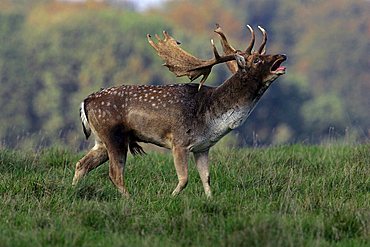 Belling Fallow Deer during the rut -  male (Cervus dama) (Dama dama)