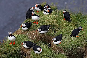 Atlantic Puffins at Cape Dyrholaey in South-Iceland Iceland (Fratercula arctica)