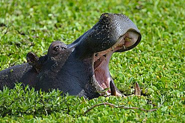 Hippopotamus (Hippopotamus amphibius), Masai Mara Nature Reserve, Kenya, East Africa