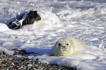 Gray seal baby and its mother in the background at the beach (Halichoerus grypus)