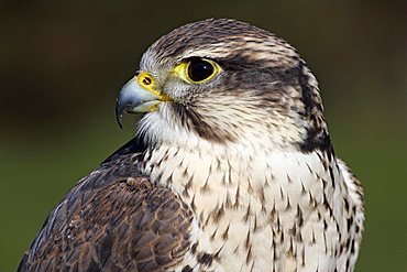 saker falcon - portrait (Falco cherrug)