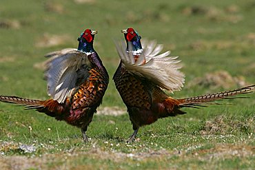 pheasants flattering with the wings - common pheasant - ring-necked pheasant - male (Phasianus colchicus)