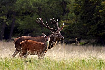 red stag and hind during the rut - red deers in heat - behaviour - male and female (Cervus elaphus)