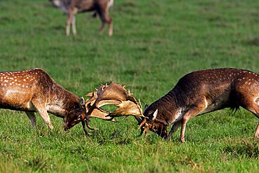 fighting fallow deers during the rut - males (Cervus dama) (Dama dama)