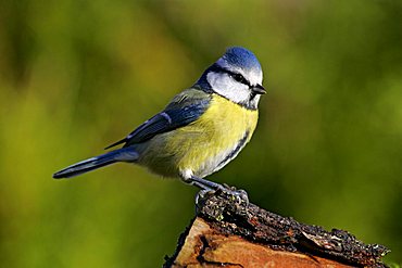 blue tit - tits - nun - tomtit - (Parus caeruleus) (Cyanistes caeruleus)