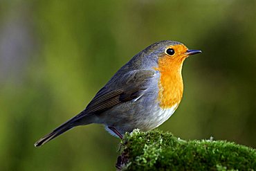 robin - european robin - redbreast- (Erithacus rubecula)